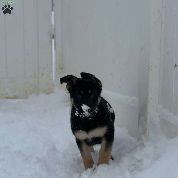 River, German Shepherd Puppy