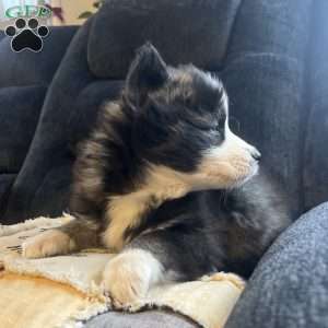 Preston, Pomsky Puppy