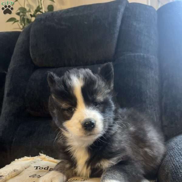 Preston, Pomsky Puppy