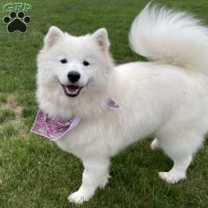 Maverick, Samoyed Puppy