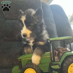 Preston, Pomsky Puppy