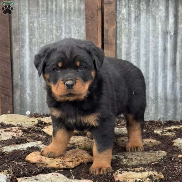 Clyde, Rottweiler Puppy
