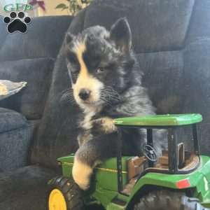 Preston, Pomsky Puppy