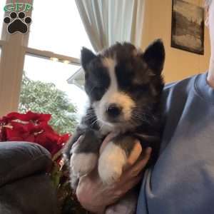 Preston, Pomsky Puppy