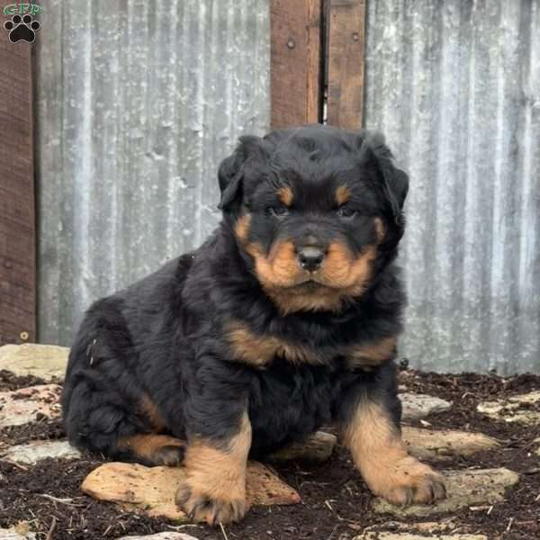 Chester, Rottweiler Puppy