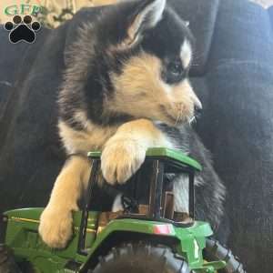 Tianna, Pomsky Puppy