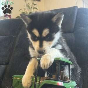 Tianna, Pomsky Puppy