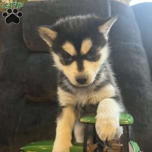 Tianna, Pomsky Puppy