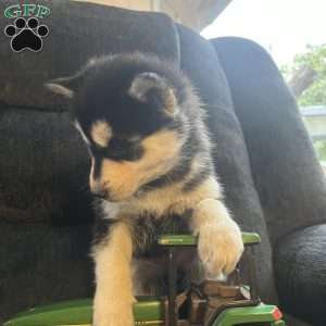 Tianna, Pomsky Puppy