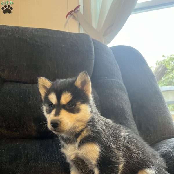 Tianna, Pomsky Puppy