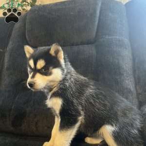 Tianna, Pomsky Puppy