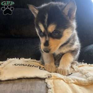 Toni, Pomsky Puppy