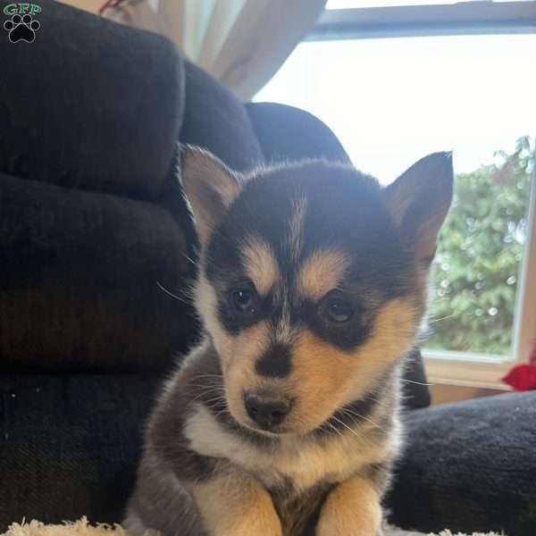 Toni, Pomsky Puppy