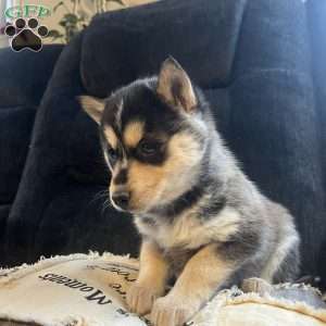 Toni, Pomsky Puppy