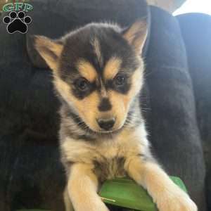 Toni, Pomsky Puppy
