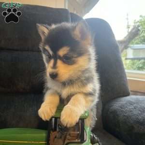 Tanner, Pomsky Puppy