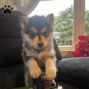 Tanner, Pomsky Puppy