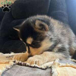 Tanner, Pomsky Puppy