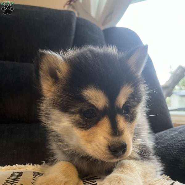 Tanner, Pomsky Puppy