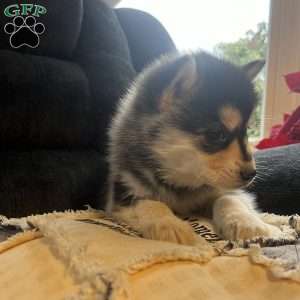 Tanner, Pomsky Puppy
