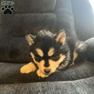 Turner, Pomsky Puppy