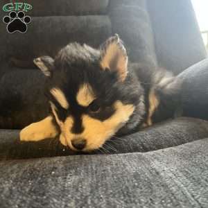 Turner, Pomsky Puppy