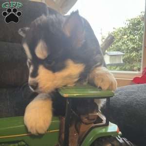 Turner, Pomsky Puppy