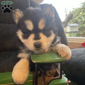 Turner, Pomsky Puppy