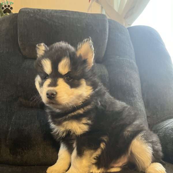 Turner, Pomsky Puppy