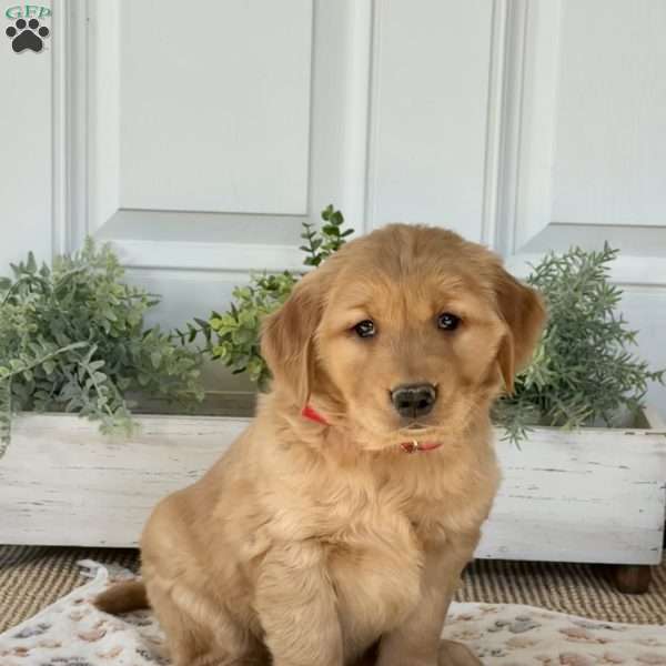 Sweetie, Golden Retriever Puppy