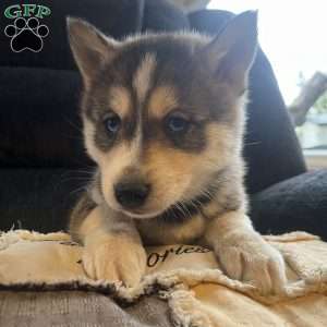 Tucker, Pomsky Puppy