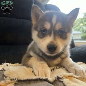 Tucker, Pomsky Puppy