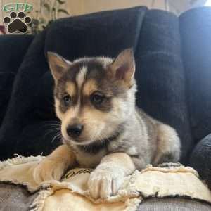 Tucker, Pomsky Puppy