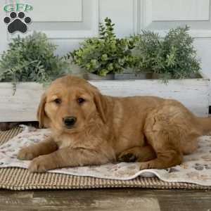 Sweetie, Golden Retriever Puppy