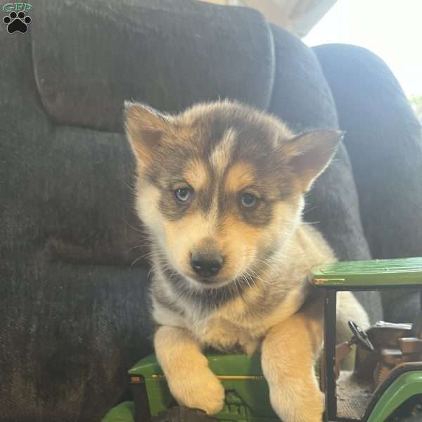 Tucker, Pomsky Puppy