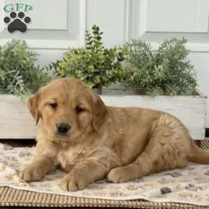 Shaggy, Golden Retriever Puppy