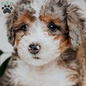 Sam, Mini Bernedoodle Puppy