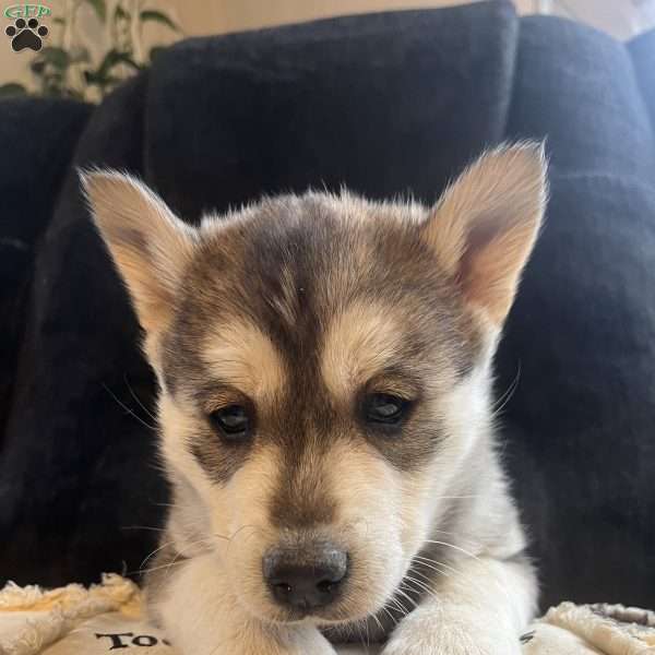 Turbo, Pomsky Puppy