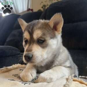 Turbo, Pomsky Puppy