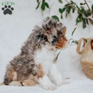 Sam, Mini Bernedoodle Puppy