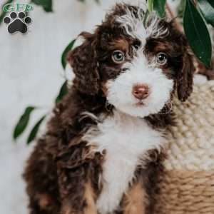 Scotty, Mini Bernedoodle Puppy