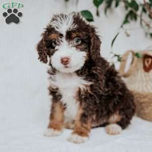Scotty, Mini Bernedoodle Puppy