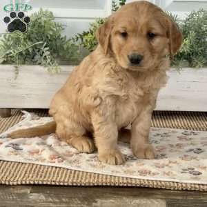 Shaggy, Golden Retriever Puppy