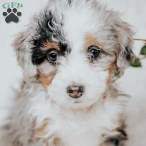 Silla, Mini Bernedoodle Puppy