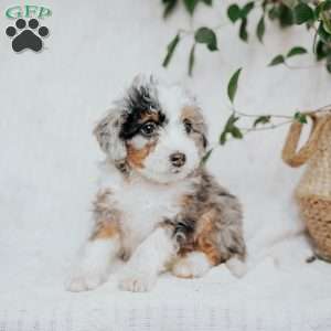 Silla, Mini Bernedoodle Puppy