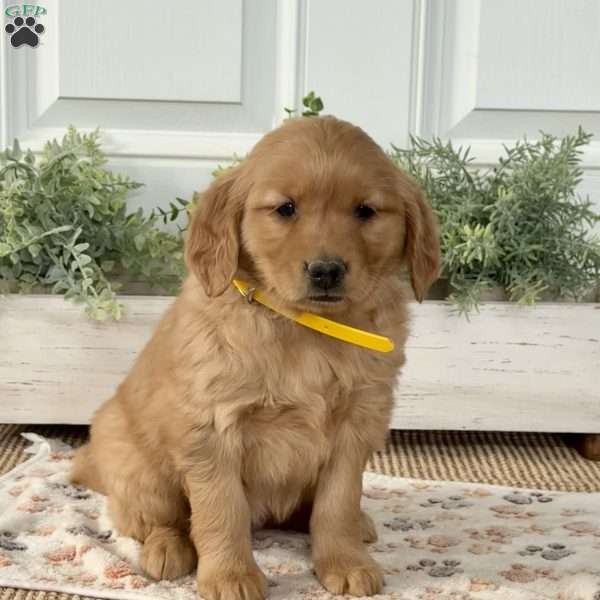 Sassy, Golden Retriever Puppy