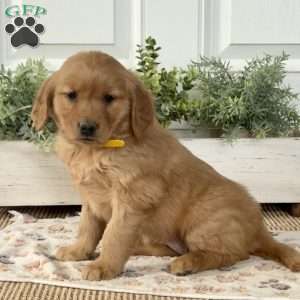 Sassy, Golden Retriever Puppy
