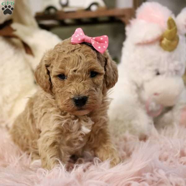 Willow, Cavapoo Puppy