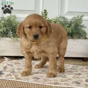 Sassy, Golden Retriever Puppy