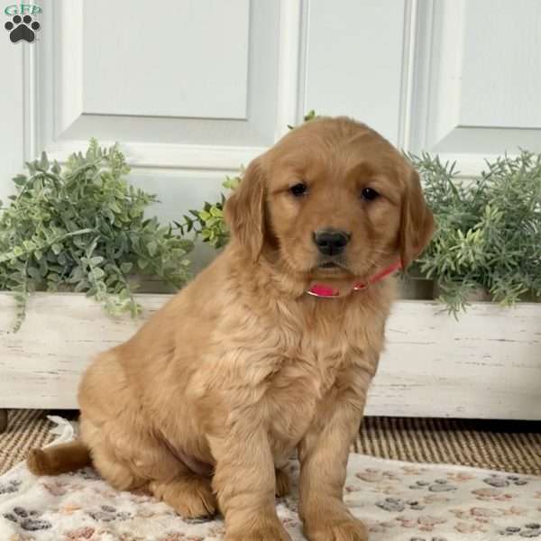 Shelly, Golden Retriever Puppy